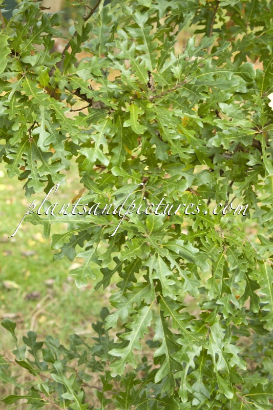 Quercus cerris ‘Bolte’s Obelisk’