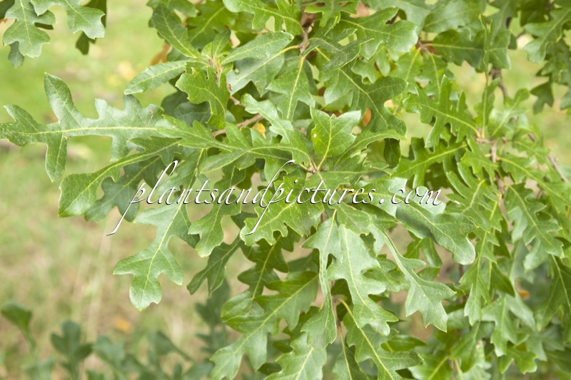 Quercus cerris ‘Bolte’s Obelisk’
