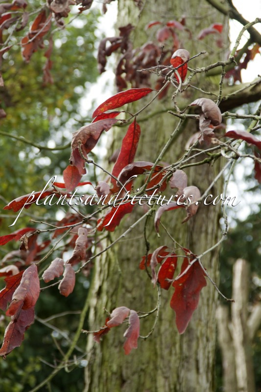 Quercus alba f. elongata