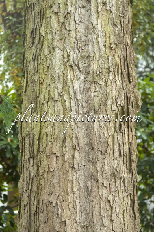 Quercus alba f. elongata