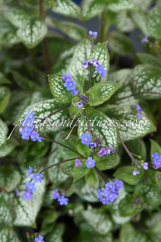 Brunnera macrophylla ‘Sea Heart’