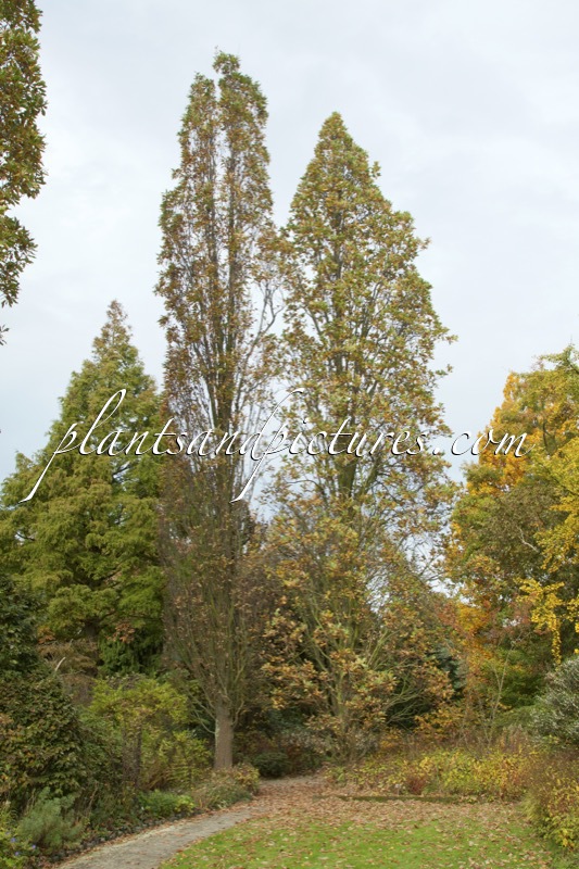 Quercus petraea ‘Eastcolumn’