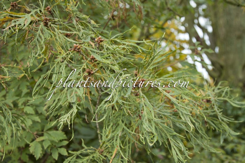 Quercus robur ‘Pectinata’