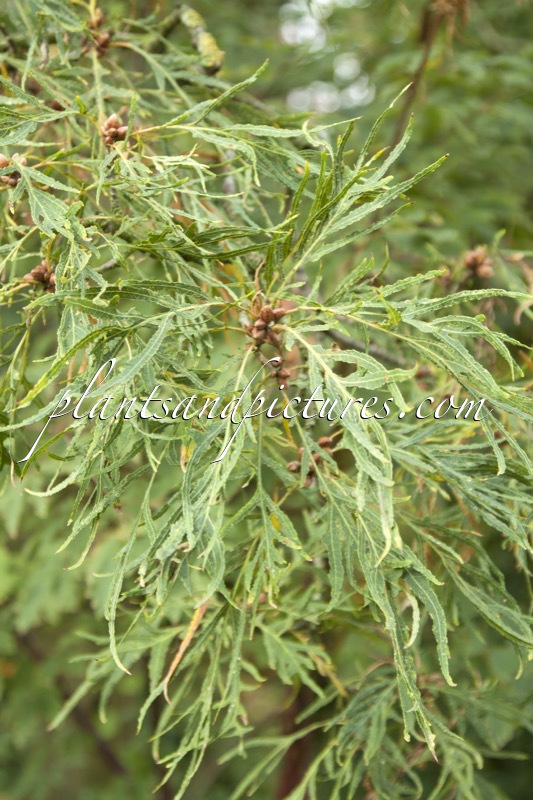 Quercus robur ‘Pectinata’