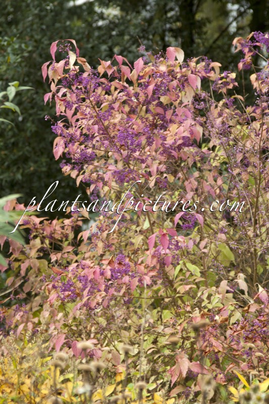 Callicarpa dichotoma