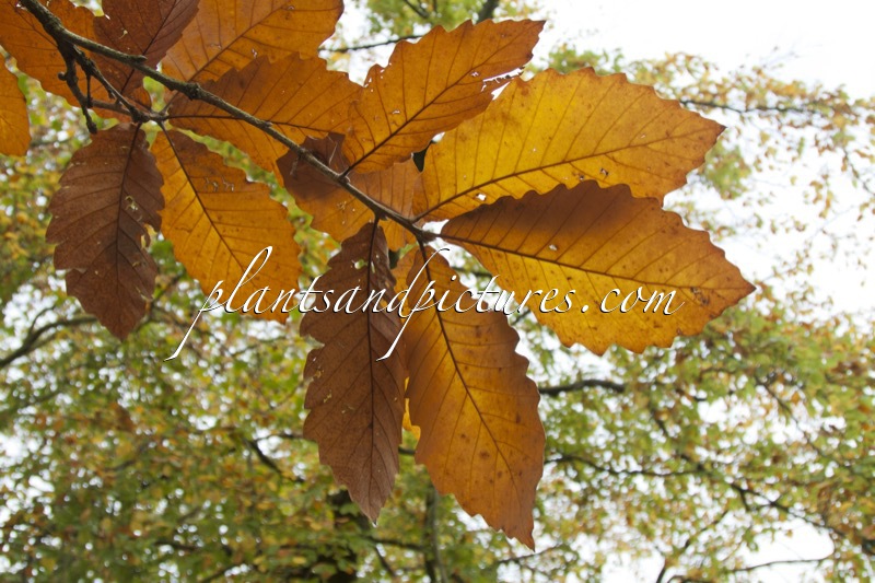 Quercus ‘Pondaim’