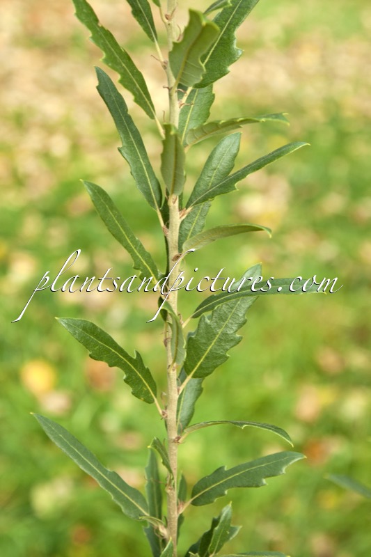 Quercus hispanica ‘Waasland’