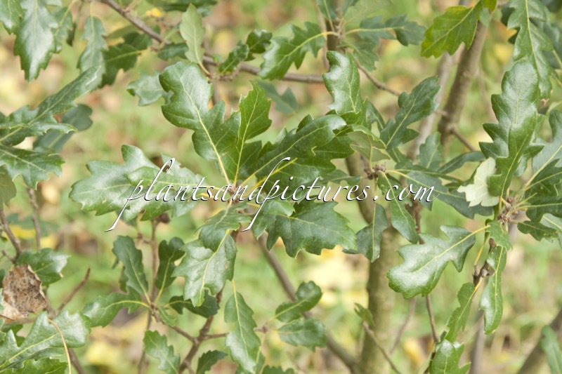 Quercus hispanica ‘Fulhamensis’