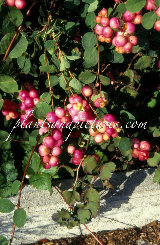 Symphoricarpos ‘Marleen’