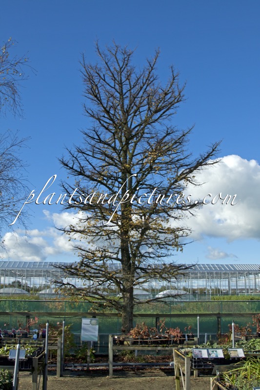 Ulmus minor var. suberosa