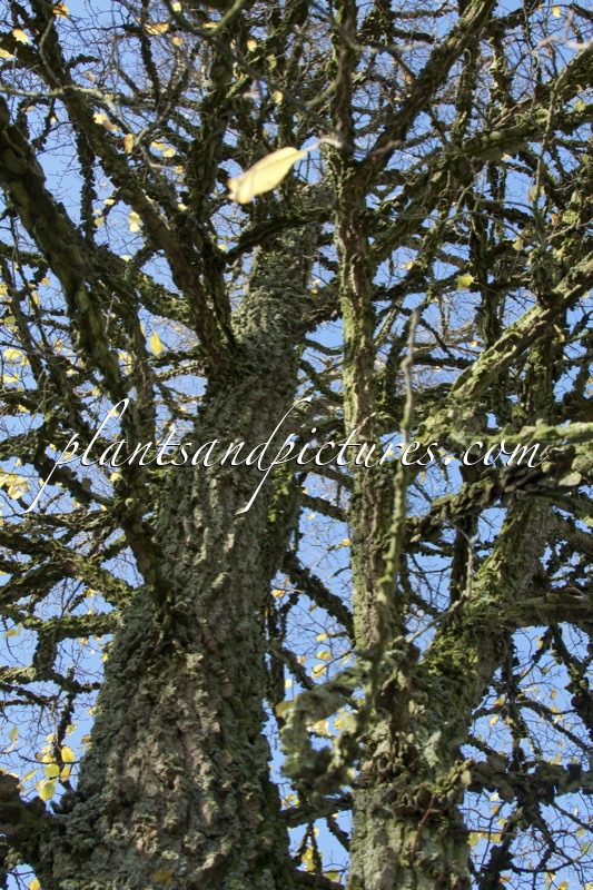 Ulmus minor var. suberosa