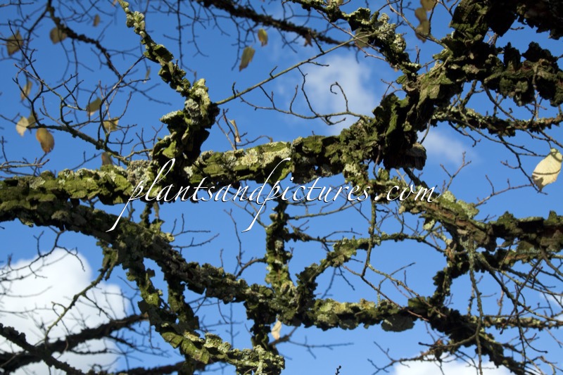 Ulmus minor var. suberosa