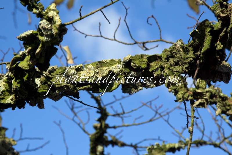 Ulmus minor var. suberosa