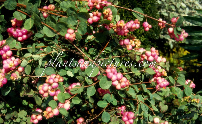 Symphoricarpos ‘Marleen’