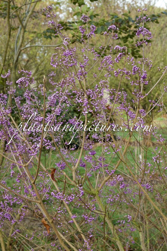 Callicarpa dichotoma