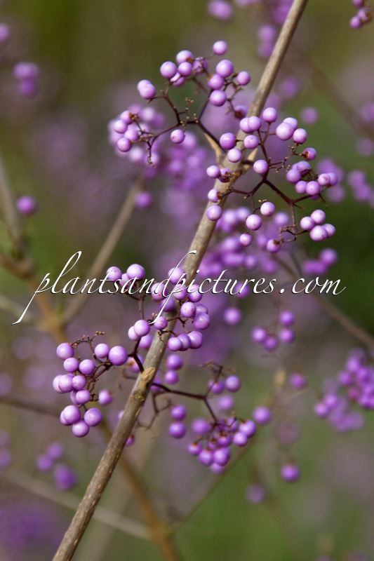 Callicarpa dichotoma
