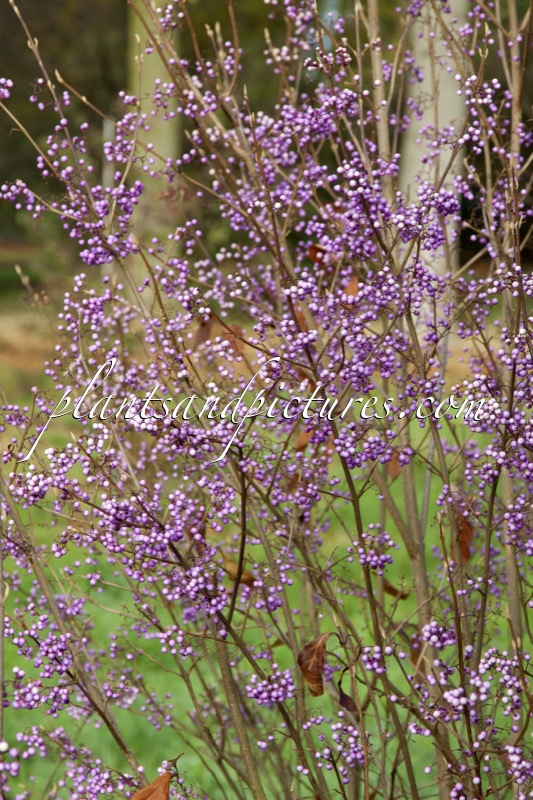 Callicarpa americana