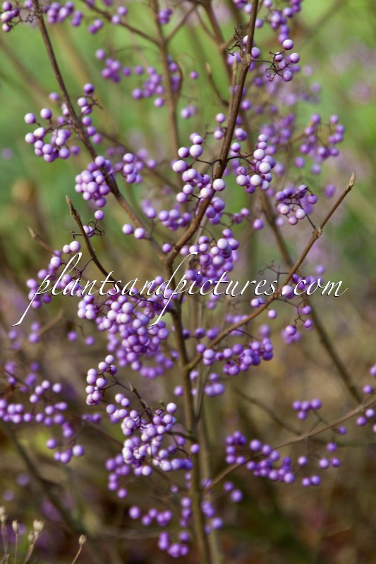 Callicarpa americana