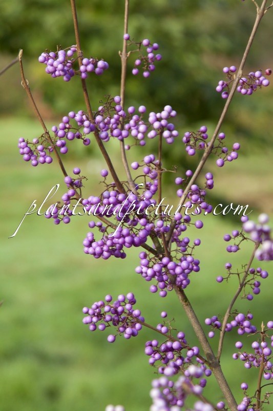 Callicarpa americana