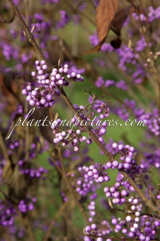 Callicarpa americana