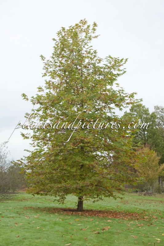 Platanus orientalis ‘Minaret’