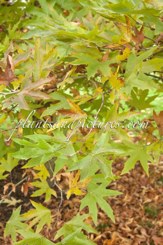 Platanus orientalis ‘Minaret’