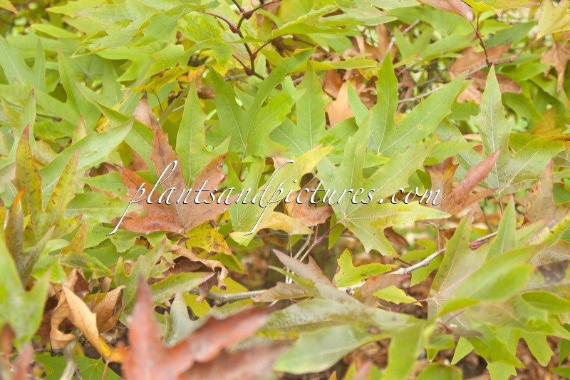 Platanus orientalis ‘Minaret’