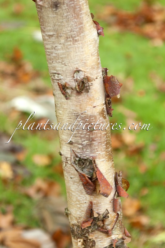 Betula albosinensis ‘Bowling Green’