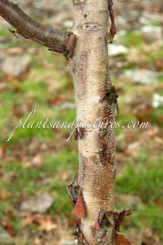 Betula albosinensis ‘Bowling Green’