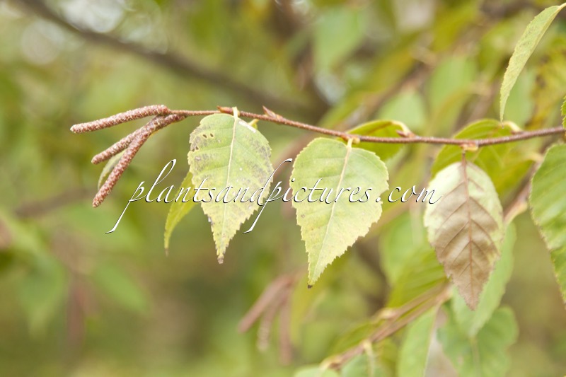 Betula albosinensis ‘Bowling Green’