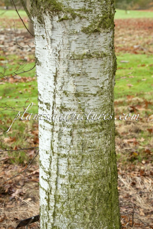 Betula pubescens subsp. caucasica