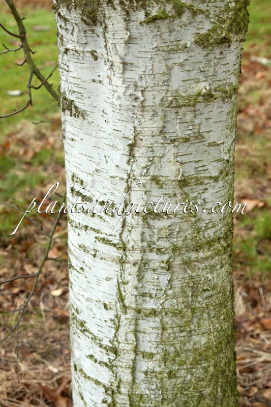 Betula pubescens subsp. caucasica