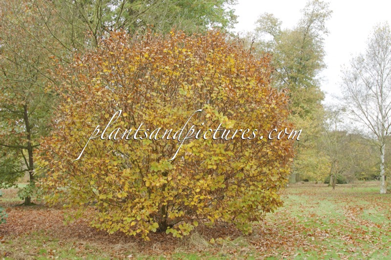 Betula medwediewii