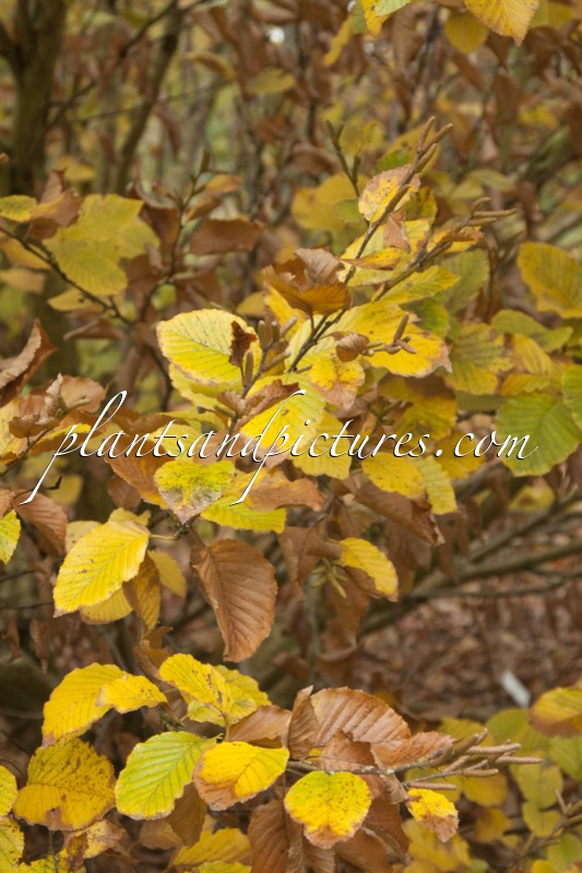Betula medwediewii