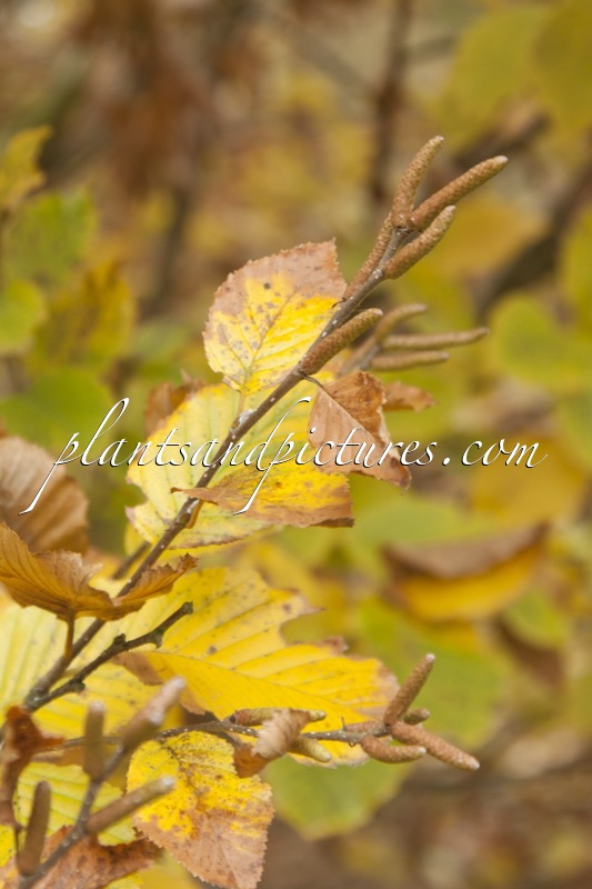 Betula medwediewii