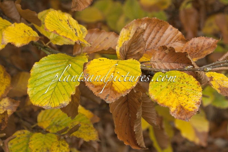 Betula medwediewii