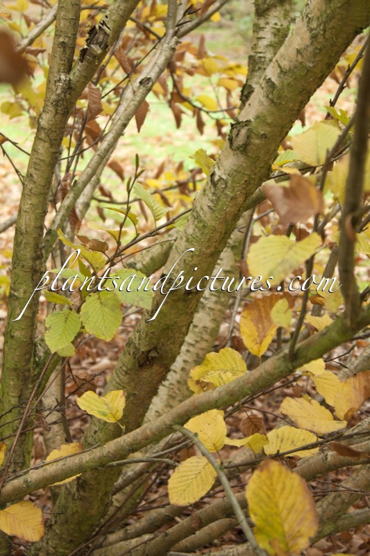 Betula medwediewii