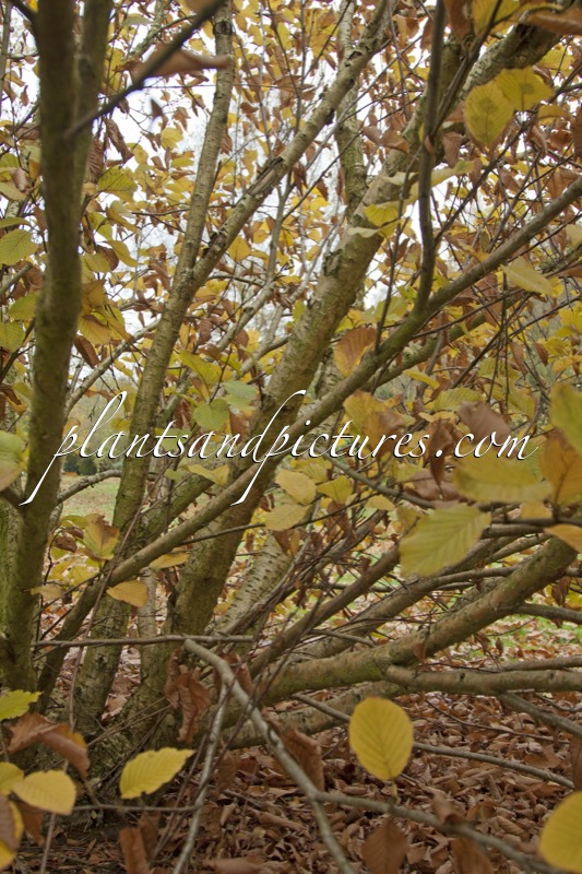 Betula medwediewii