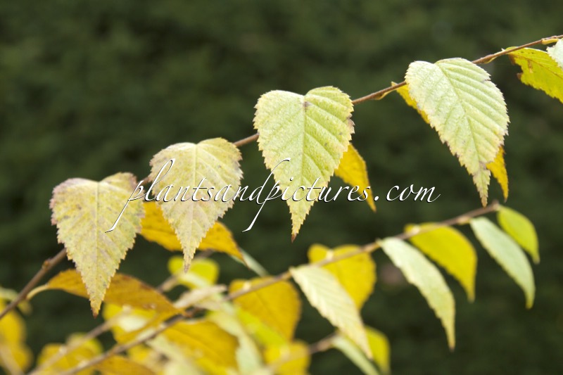 Betula grossa