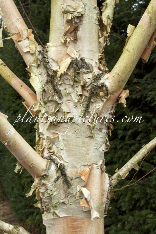 Betula costata