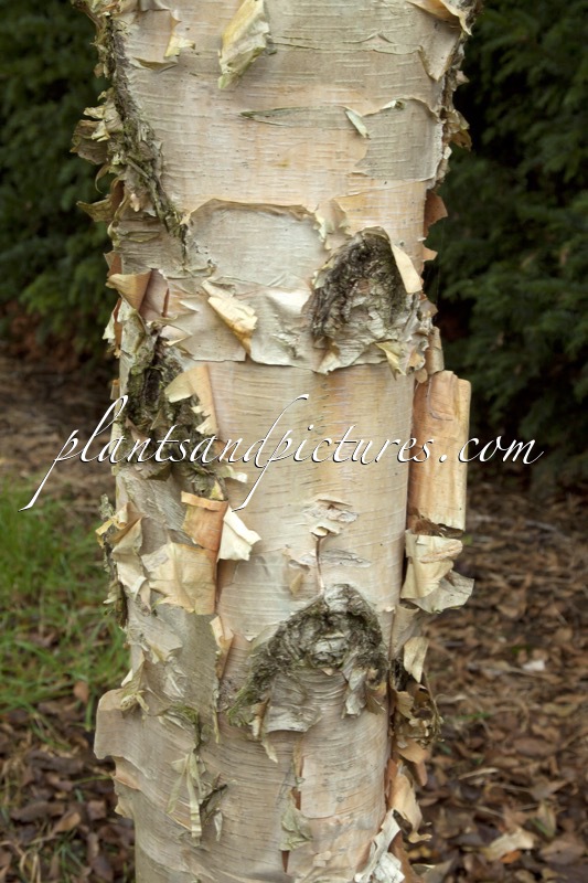Betula costata