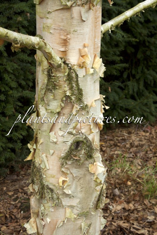 Betula costata