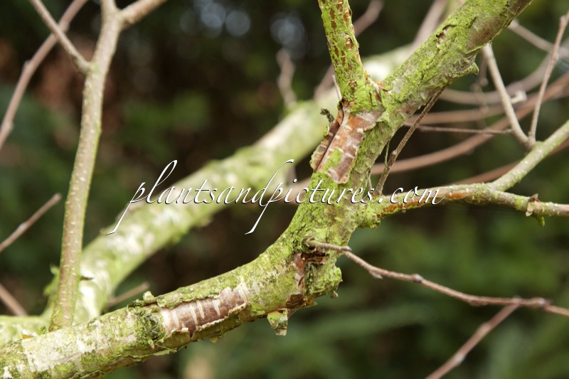 Betula costata
