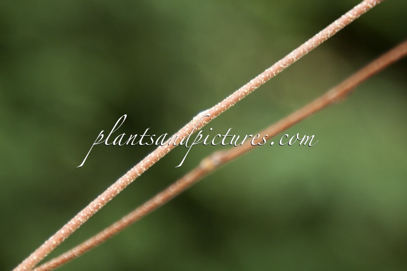 Betula costata