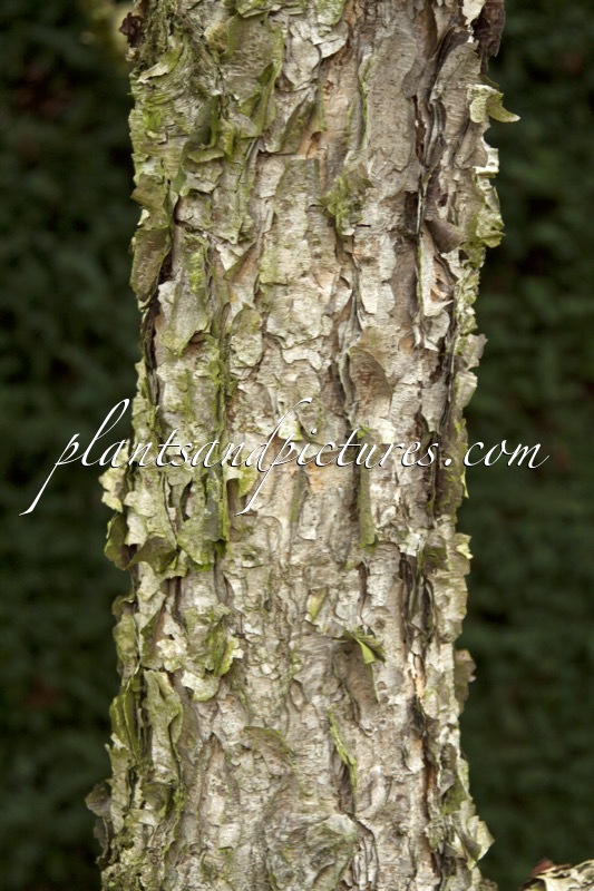 Betula davurica