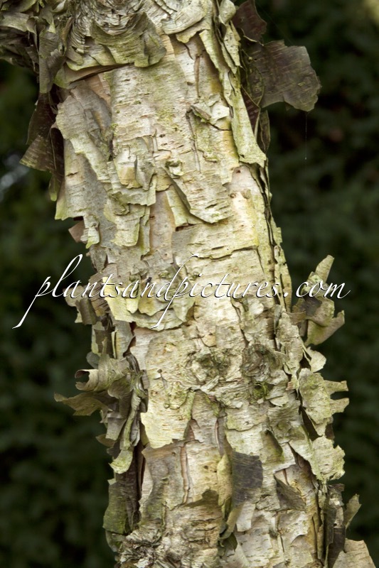 Betula davurica
