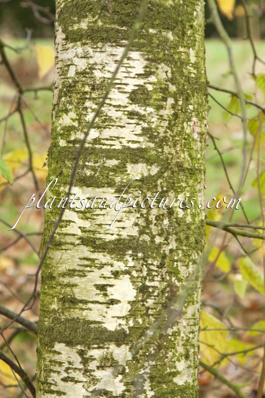Betula populifolia