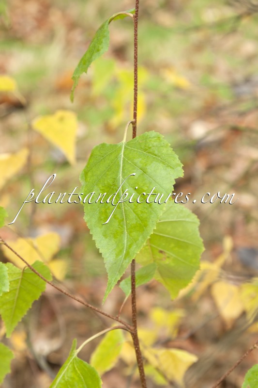 Betula populifolia
