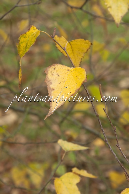 Betula populifolia