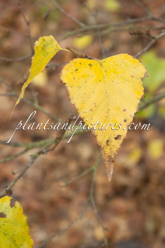 Betula populifolia